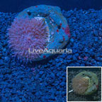 Lavender Mushroom Indonesia (click for more detail)