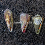 Halloween Hermit Crab (Trio) (click for more detail)