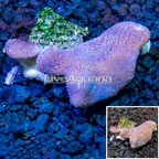 Toadstool Leather Mushroom Coral Vietnam (click for more detail)