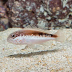 Freckled Hawkfish  (click for more detail)