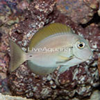 Epaulette Surgeonfish (click for more detail)