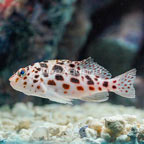 Spotted Pixie Hawkfish (click for more detail)