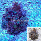 Zoanthus Polyp Combo Rock Indonesia (click for more detail)