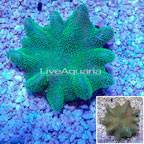 Toadstool Leather Coral Australia (click for more detail)