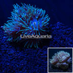 LiveAquaria® Duncan Coral (click for more detail)