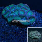 Aussie Moon Brain Coral (click for more detail)