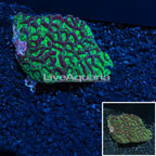 Goniastrea Worm Brain Coral Australia (click for more detail)