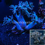 Pineapple Tree Coral Indonesia (click for more detail)