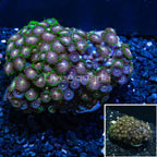 Colony Polyp Rock Zoanthus Vietnam (click for more detail)