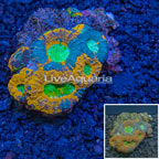 Acan Lord Coral Vietnam (click for more detail)
