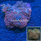 Colony Polyp Rock Zoanthus Vietnam (click for more detail)