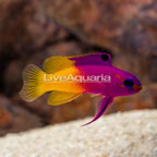 Royal Gramma (click for more detail)