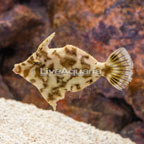 Aiptasia Eating Filefish (click for more detail)