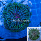 Mini Carpet Anemone (click for more detail)