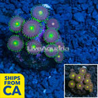 LiveAquaria® Cultured Zoanthus Coral  (click for more detail)