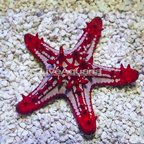 Red Knob Sea Star (click for more detail)