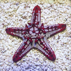 Red Knob Sea Star (click for more detail)