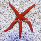 Orange Sea Star (click for more detail)
