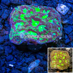 Australia Cultured Dipsastrea Brain Coral  (click for more detail)