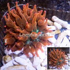 Grade A Rose Bubble Tip Anemone (click for more detail)