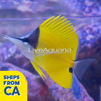 Longnose Butterflyfish  (click for more detail)