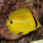 Andaman Butterflyfish  (click for more detail)