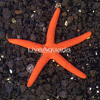 Red Sea Star  (click for more detail)