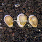 Gold Ring Cowrie, Trio. (click for more detail)