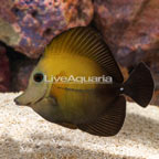 Scopas Tang (click for more detail)