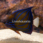 Annularis Angelfish, Adult [Blemish] (click for more detail)