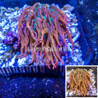 Grade A Bubble Tip Anemone (click for more detail)