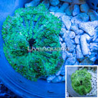 Mini Carpet Anemone (click for more detail)
