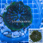 Mini Carpet Anemone (click for more detail)