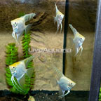Captive-Bred Gold Angelfish, 5-Lot (click for more detail)