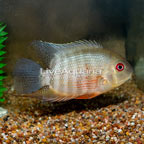 Tiger Severum Cichlid (click for more detail)