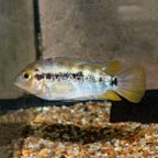 Black Stripe Dwarf Cichlid (click for more detail)