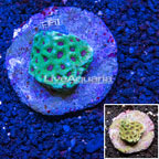 Favites Coral Indonesia (click for more detail)
