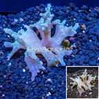 Sinularia Leather Coral Vietnam (click for more detail)