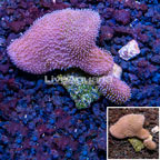 Toadstool Leather Coral Vietnam (click for more detail)