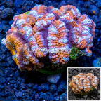 LiveAquaria® Cultured Acan Lord Coral (click for more detail)