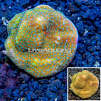 LiveAquaria® Cultured Montipora Coral (click for more detail)