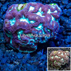 LiveAquaria® Cultured Favites Coral (click for more detail)