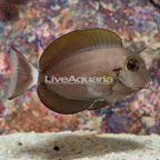 Epaulette Surgeonfish (click for more detail)