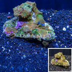 Mushroom Coral Indonesia (click for more detail)