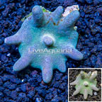 Devil's Hand Leather Coral Vietnam (click for more detail)