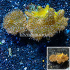 Devil's Hand Leather Coral Indonesia (click for more detail)