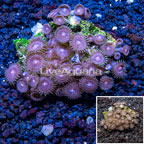 Zoanthus Coral Vietnam (click for more detail)
