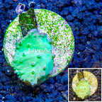 LiveAquaria® Cultured Cabbage Leather Coral (click for more detail)