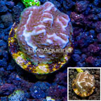 LiveAquaria® Cultured Montipora Coral (click for more detail)