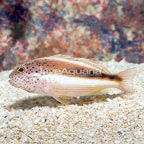 Freckled Hawkfish  (click for more detail)